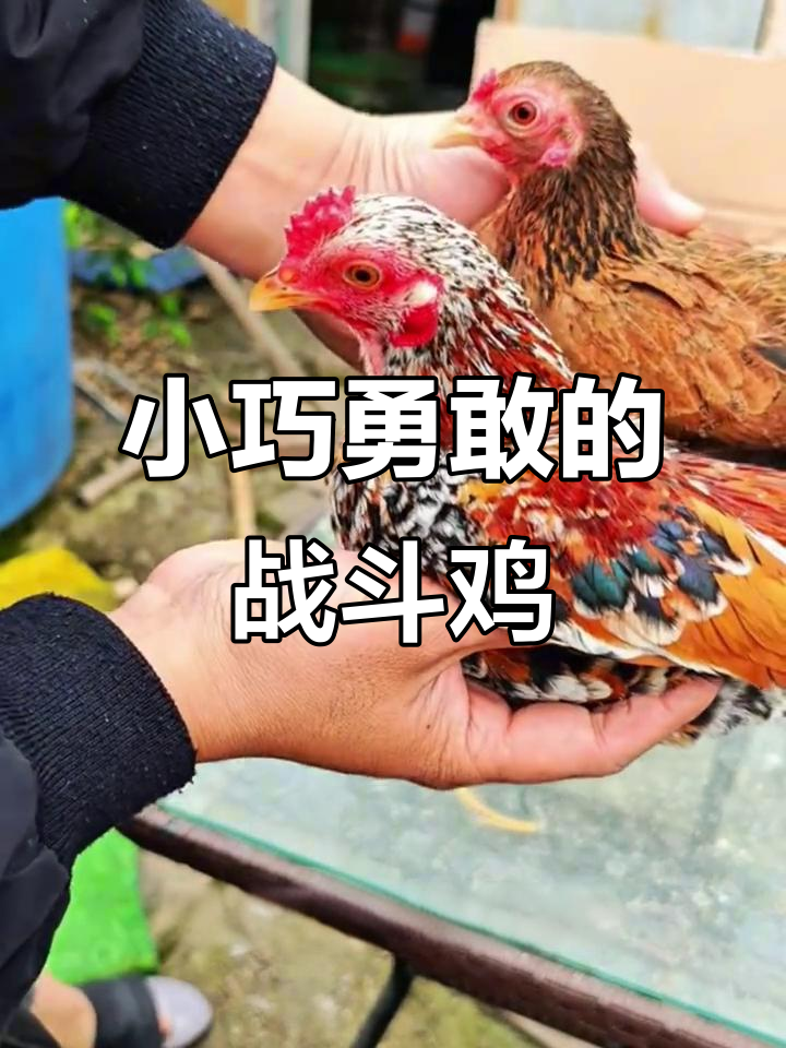 越南小竹鸡:体型虽小,却能勇斗大公鸡