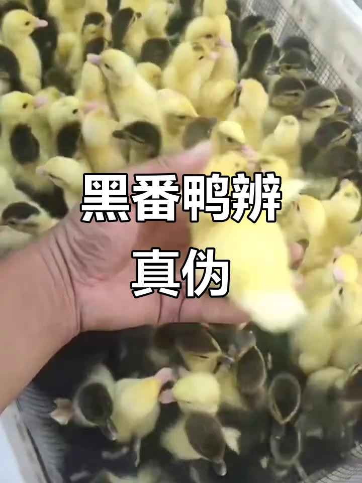 如何辨别真假黑番鸭?麻鸭冒充,价格差大!