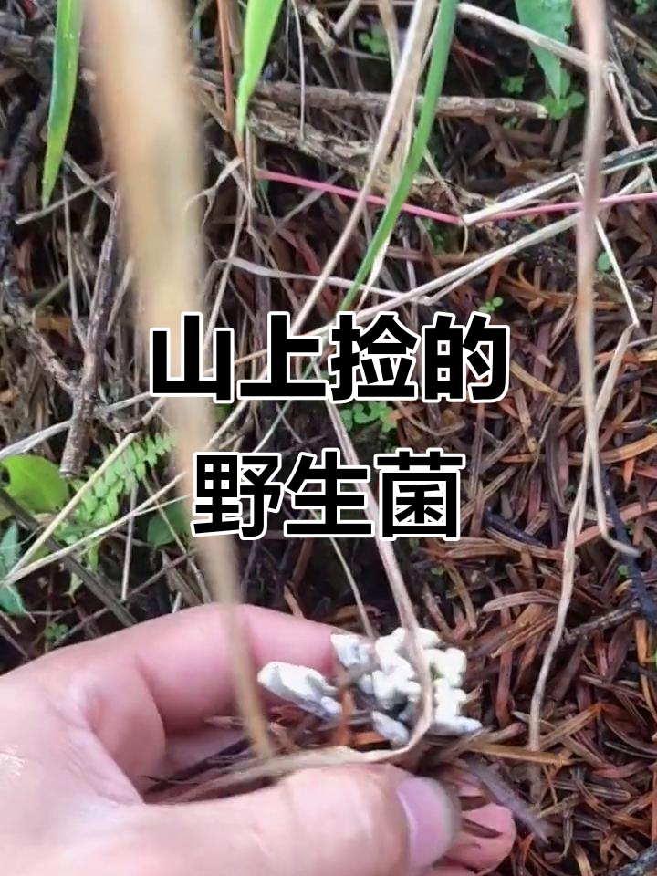上山捡菌子,这些野生蘑菇你们见过吗?