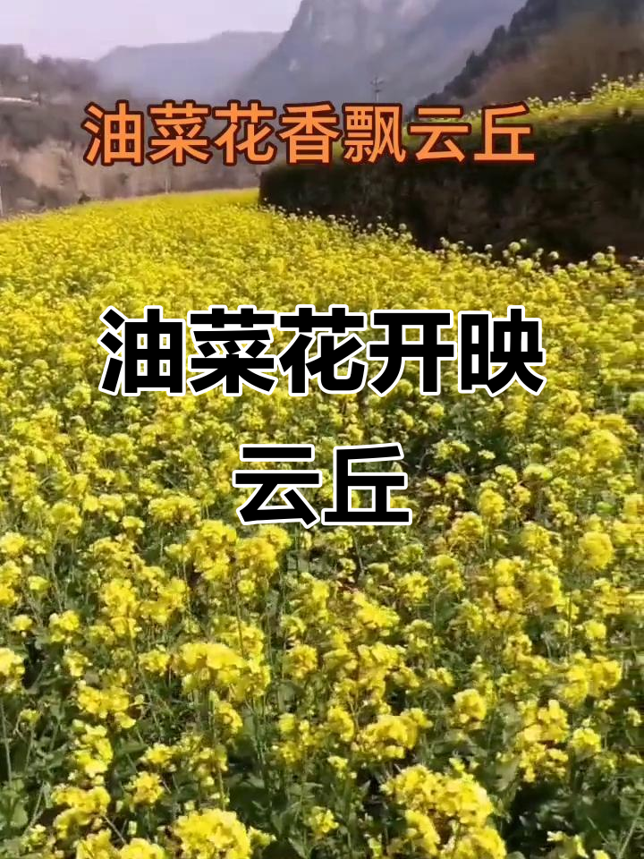 山西云丘山油菜花盛开,迎风摇曳春日美景