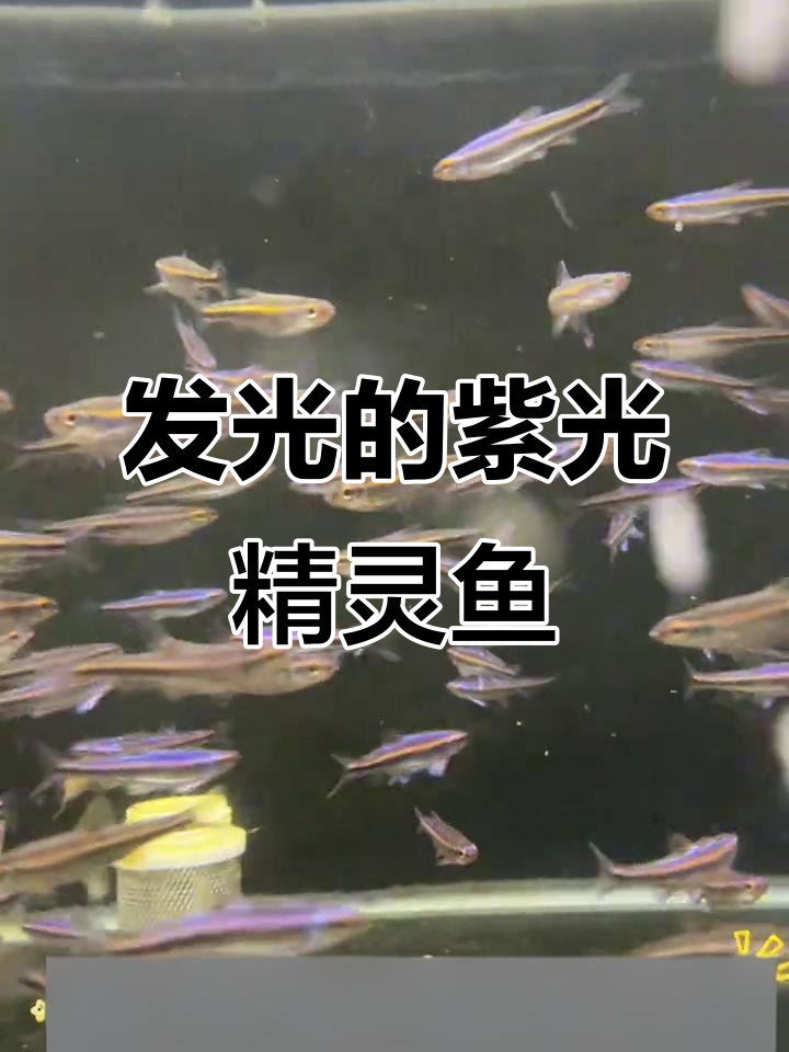 紫光精灵鱼揭秘:会发光的观赏鱼,公母差异大