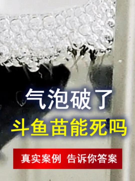 斗鱼繁殖,包着卵的气泡破了,卵还能孵化吗