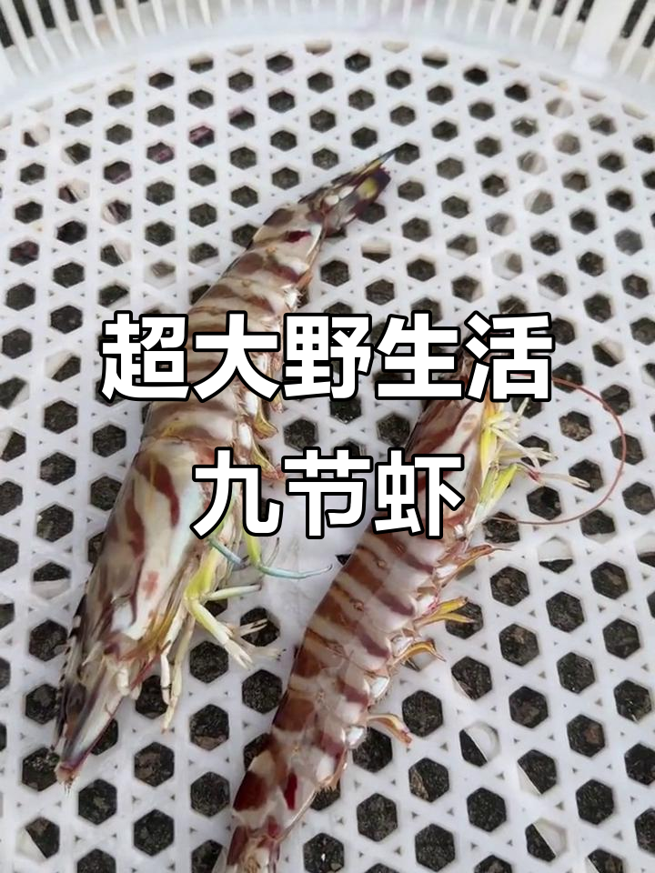 纯野生九节虾,鲜活肥美,石头蟹也超饱满