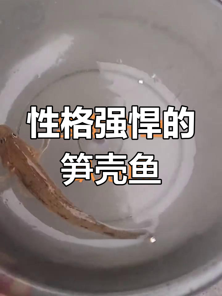 广东常见凶猛鱼种:笋壳鱼