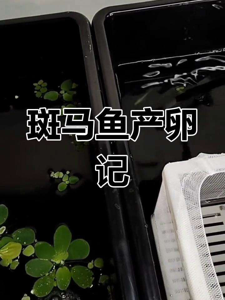 斑马鱼即将产卵，繁殖盒准备好了！
