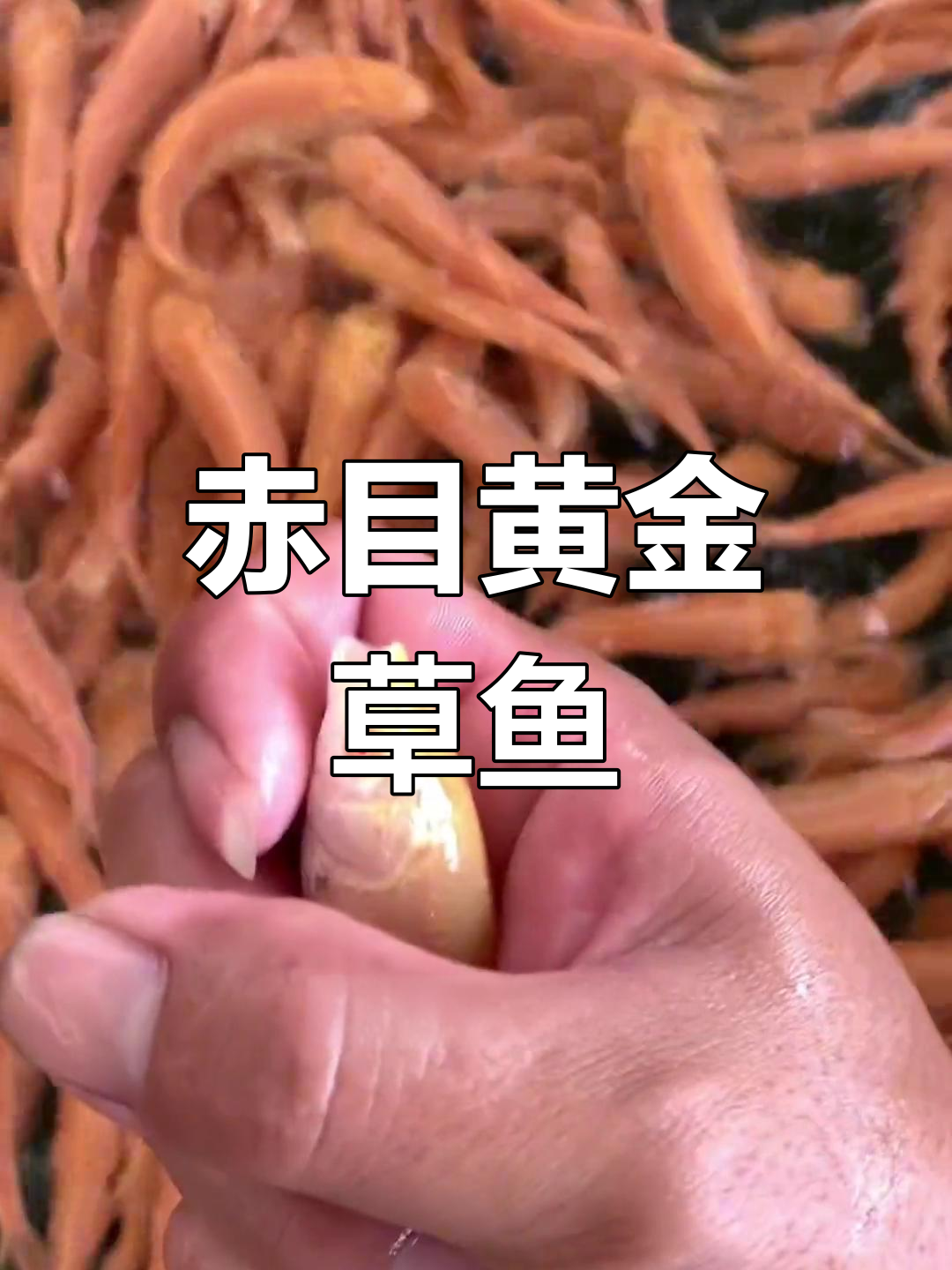 红眼金草鱼,黄金身躯与美丽红瞳