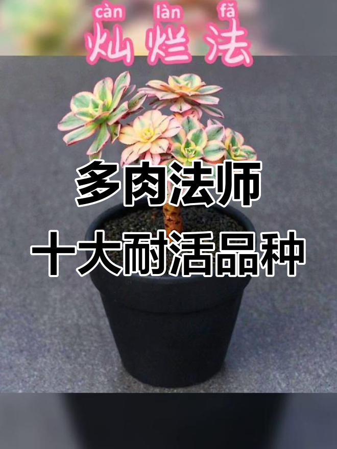 十种最耐养的多肉法师,轻松上手不愁死