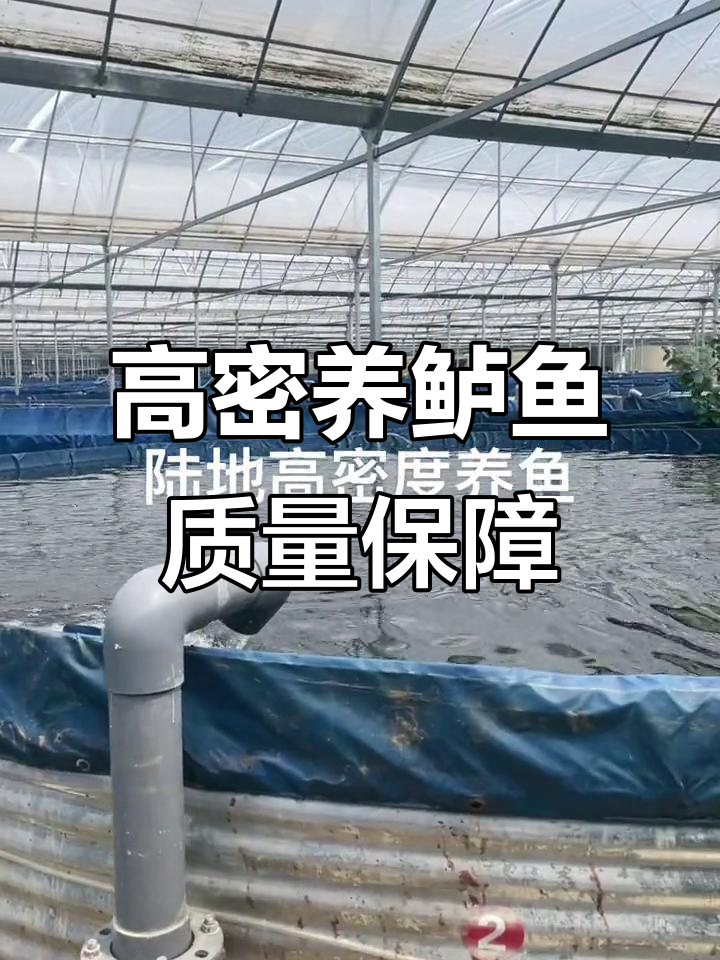 陆地高密度养殖鲈鱼，三千亩基地欢迎实地考察