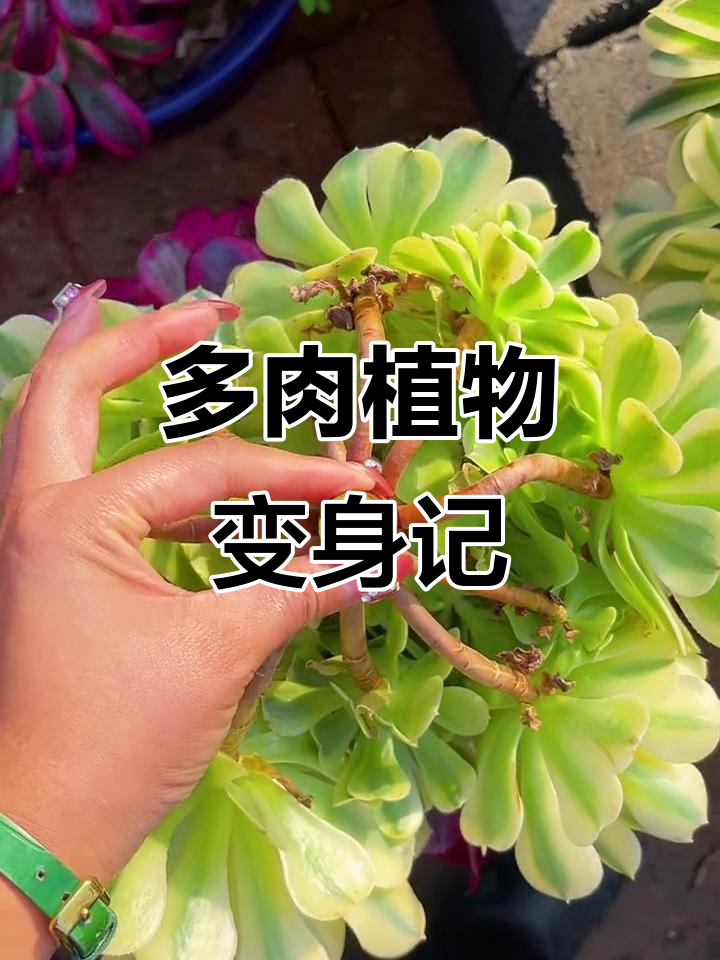 砍掉绿豆沙,变玫瑰!多肉植物创意改造大揭秘