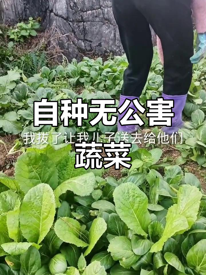 乡村绿色蔬菜大丰收,火锅必备新鲜食材