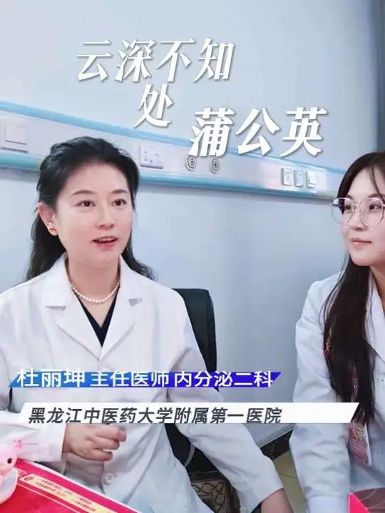今天给大家分享一味常见的中药——“蒲公英”,又叫婆婆丁。蒲公英入药时,秋天采摘最适宜,全株