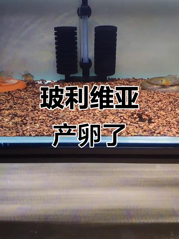 玻利维亚凤凰鱼配对成功,能否孵化出小鱼?