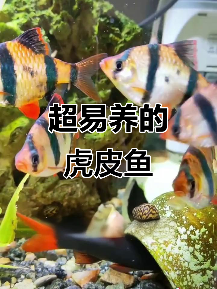 虎皮鱼:颜值高又好养,性格温顺的观赏鱼