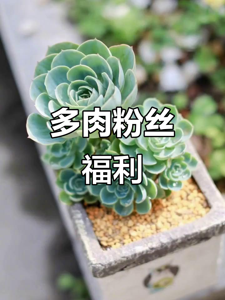 多肉植物爱好者大集合，这些壁纸送给你