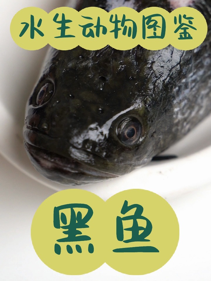 水生动物图鉴—黑鱼