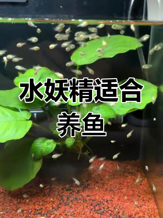 选对过滤器,小鱼苗更安全
