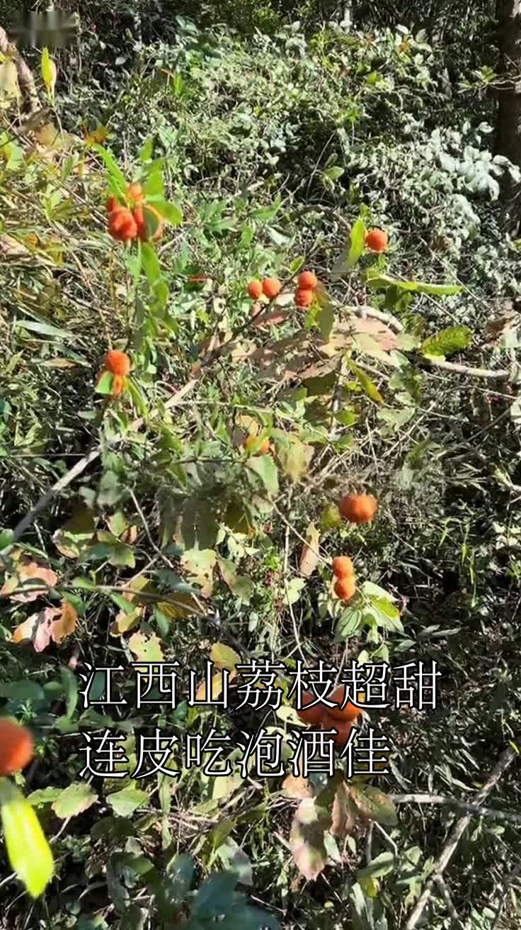 江西山荔枝超甜,连皮吃泡酒佳