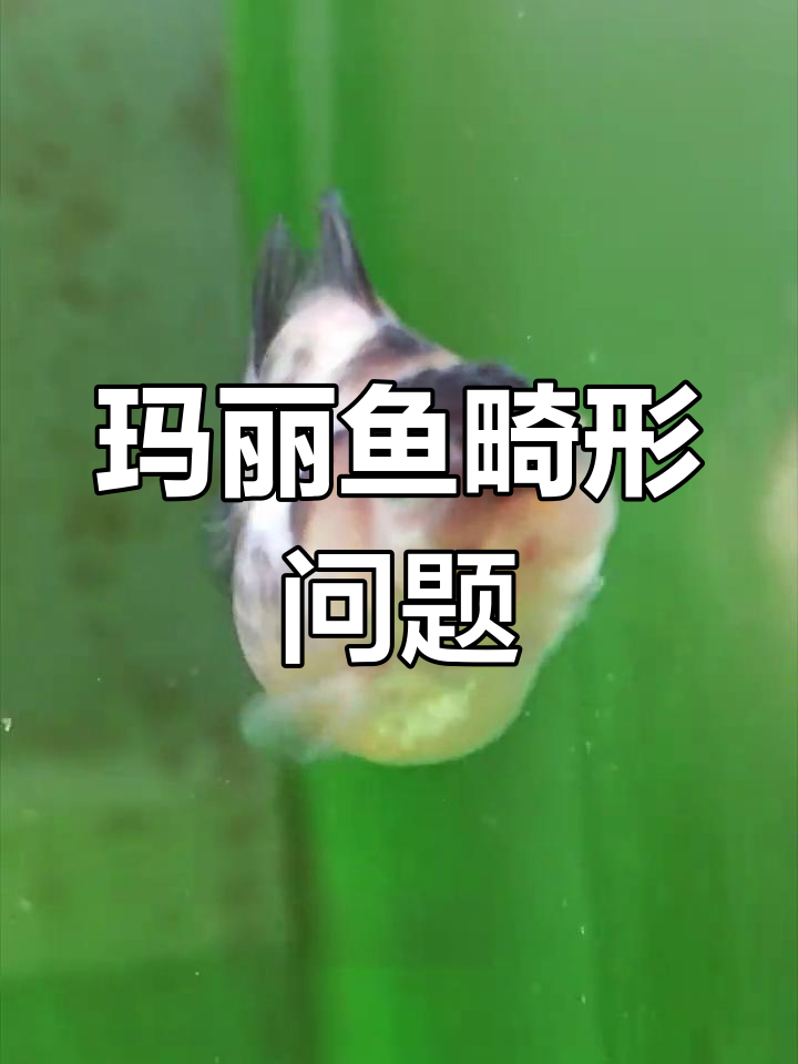 养的玛丽鱼畸形多,嘴歪合不拢,真是让人头疼!