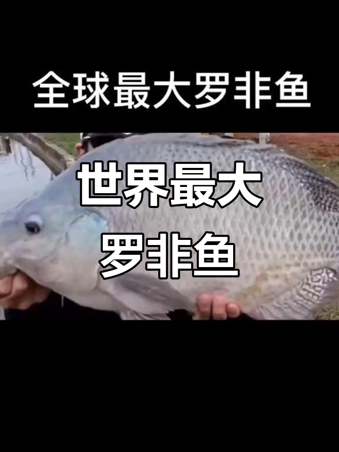 全球最大去油罗非鱼,30斤重轻松养