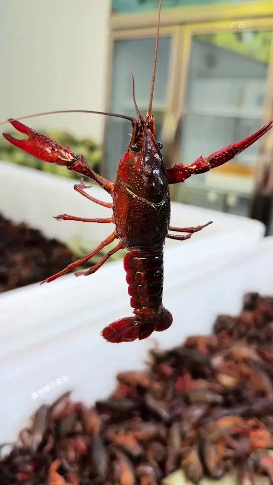 赣县宏昌超市的小龙虾!95元5斤小龙虾!你们都买了吗?
