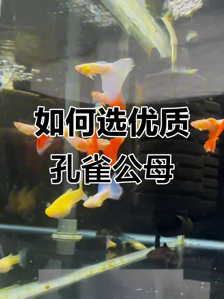 挑选孔雀鱼必看:活跃、舞姿与基因稳定性全解析