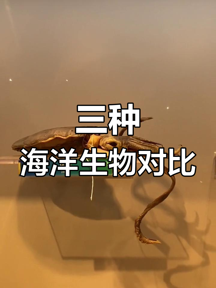 乌贼、章鱼和鱿鱼的独特之处,谁最好吃?
