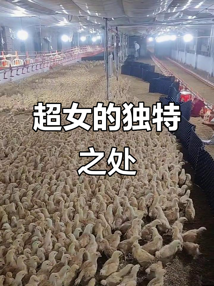 温氏超女,真诚分享养鸡经验,与众不同