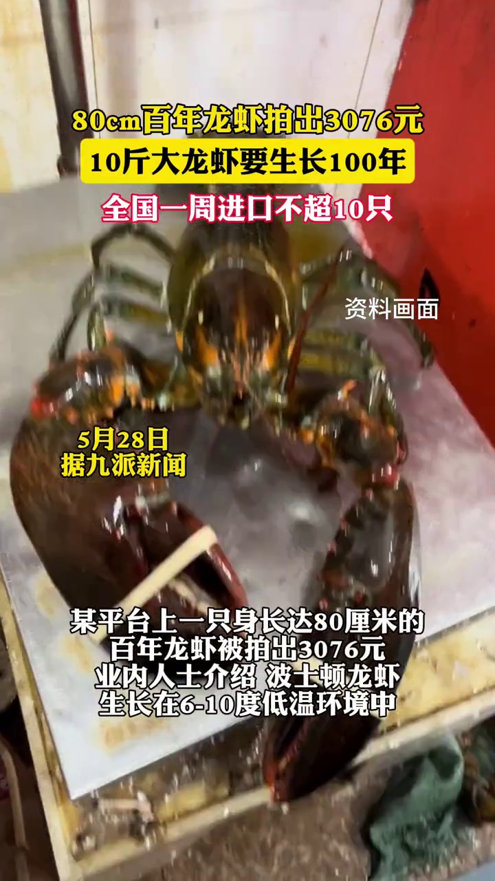 身长达80厘米百年龙虾拍出3076元,10斤大龙虾一般要生长100年