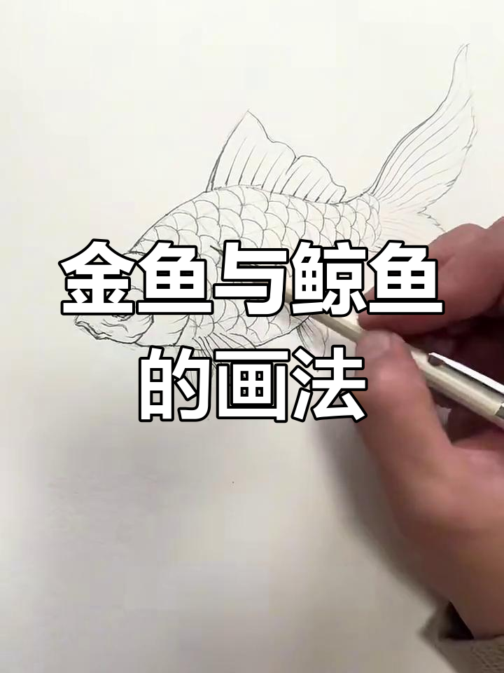 鲸鱼画法全攻略：从线条到细节，轻松掌握