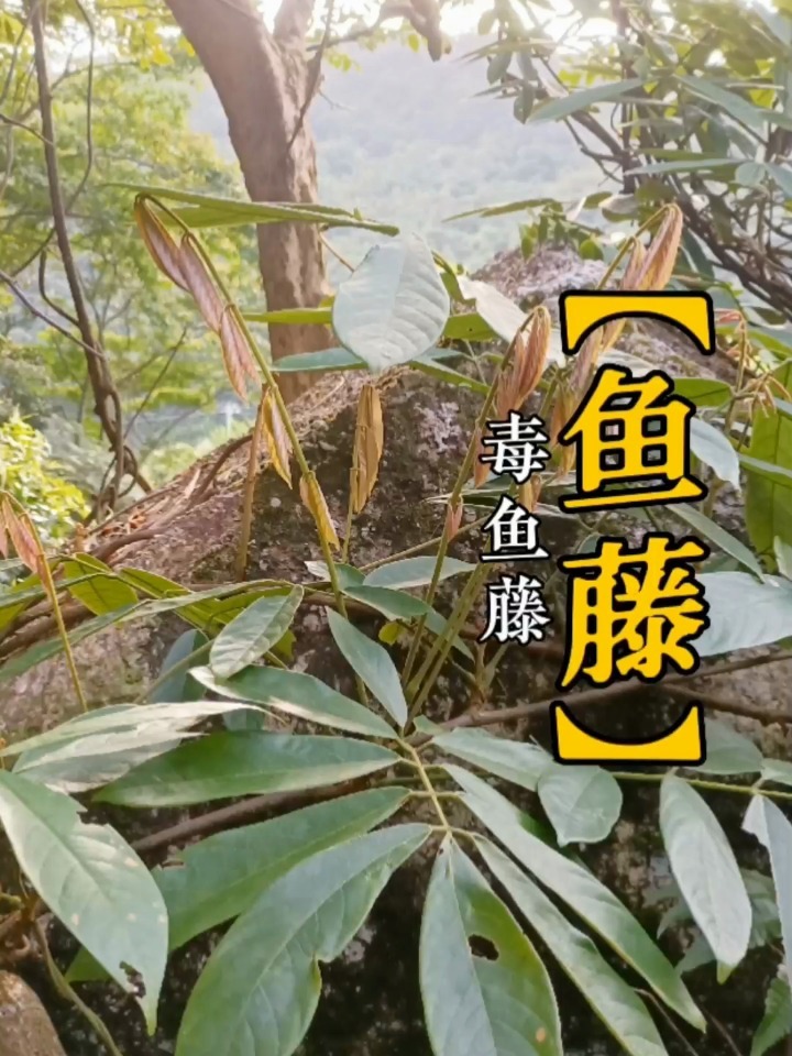 鱼类最恨的植物—鱼藤