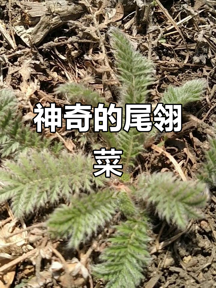 毛鸡腿子:一种神奇植物,清热解毒又治痔疮