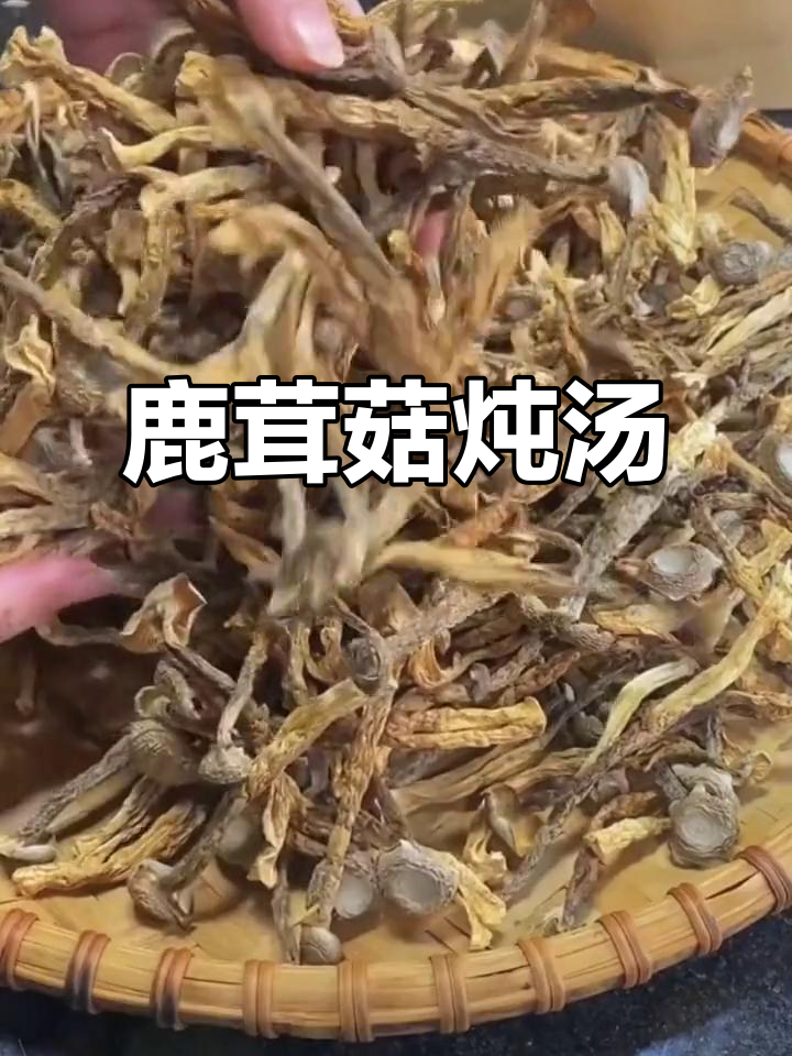 鹿茸菇炒肉煲汤,鲜美无比!山珍美味大揭秘