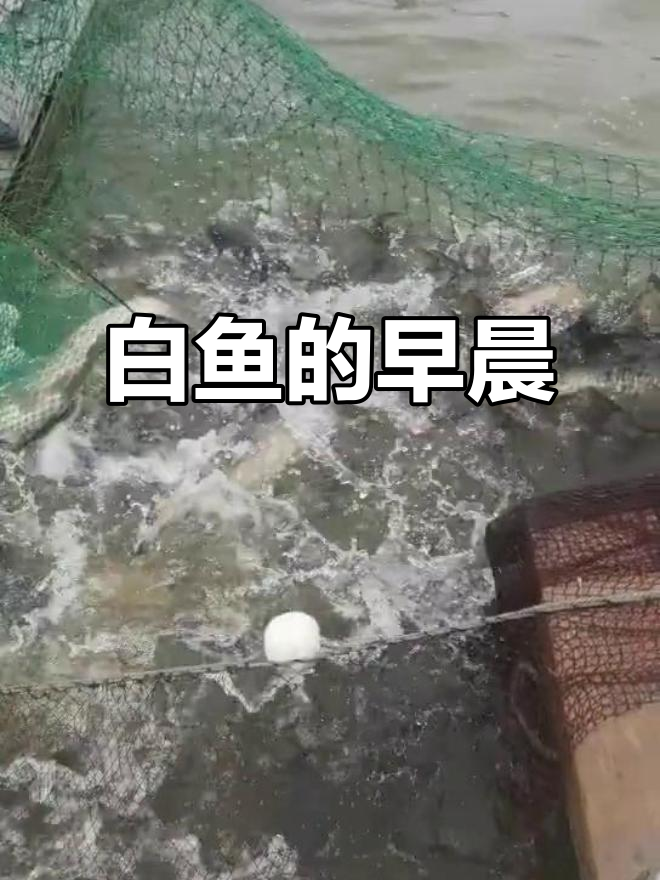 晨光中,竹篮里躺着两条白鱼,静谧而生机勃勃
