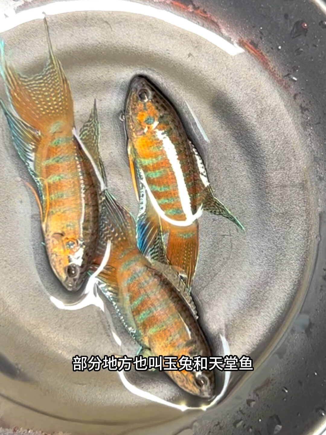 国斗分部最广名称最多的观赏鱼 你们家乡话叫什么