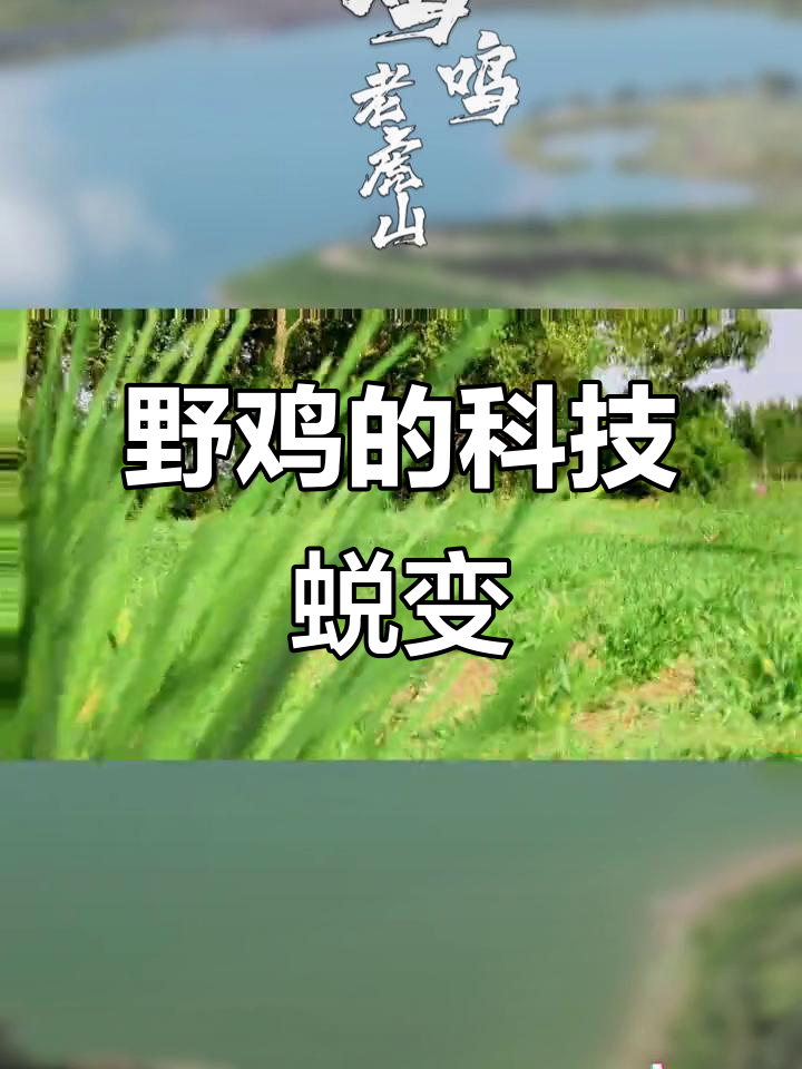凤凰涅槃重生,野鸡如何逆袭?生态与科技的完美结合