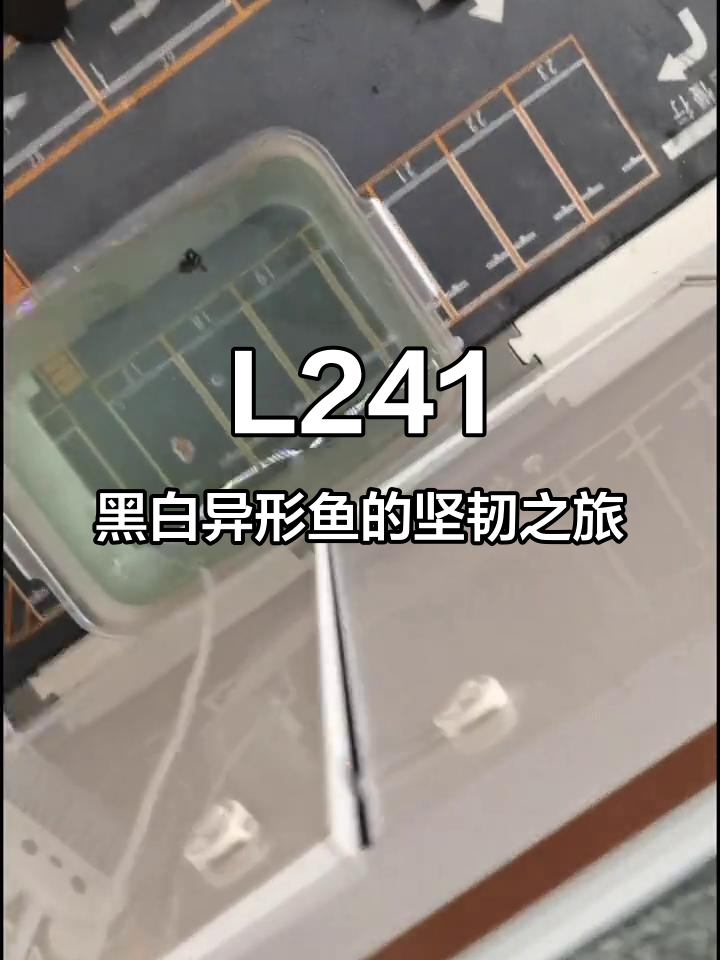 特殊L241黑白双星异形鱼,尾巴被咬掉却依然坚强成长