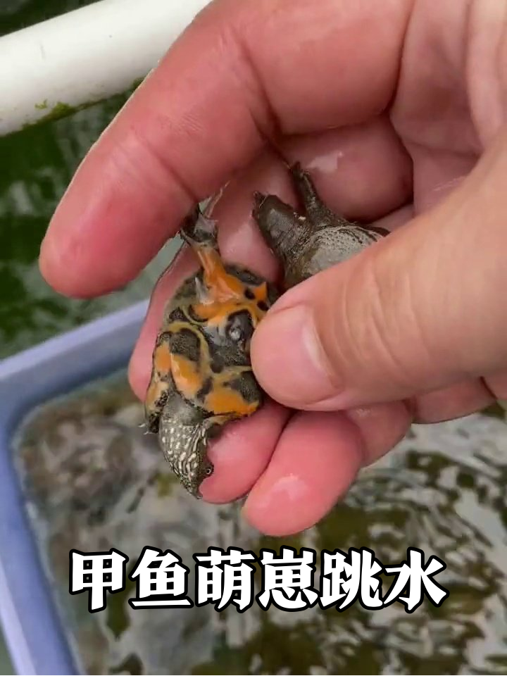 小甲鱼集体“搬家”,橙黑肚皮萌翻,扑通跳水超欢乐