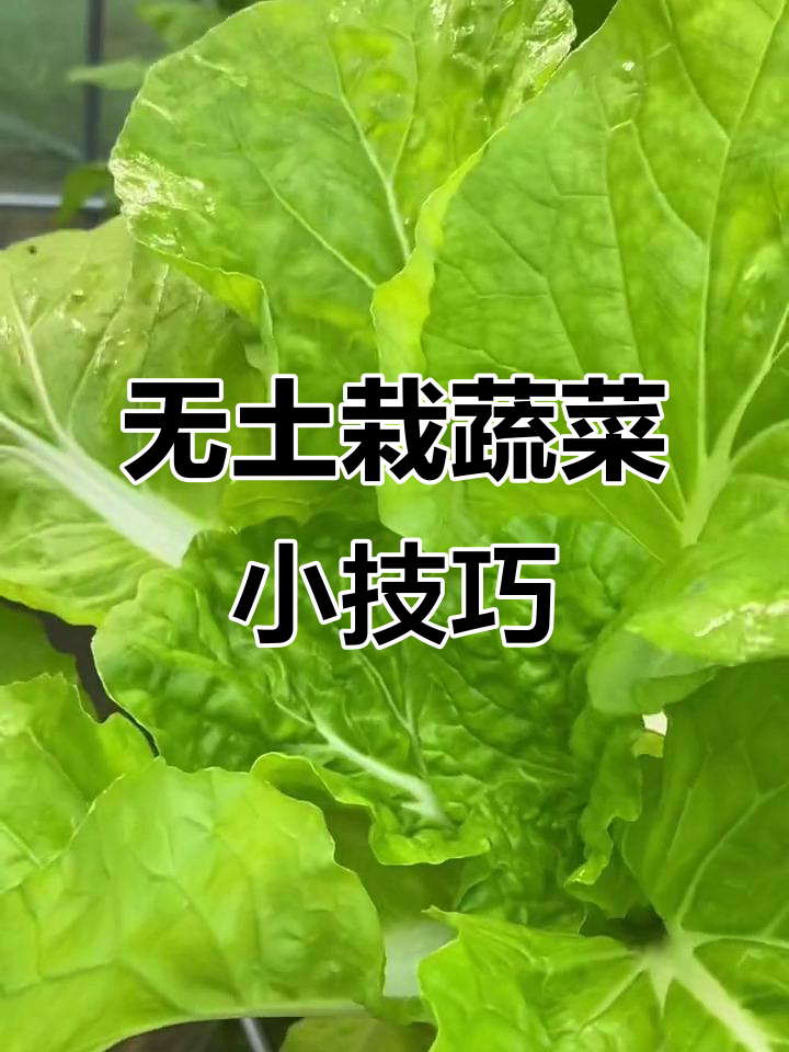 蔬菜大棚无土栽培技巧,轻松摘菜不伤根