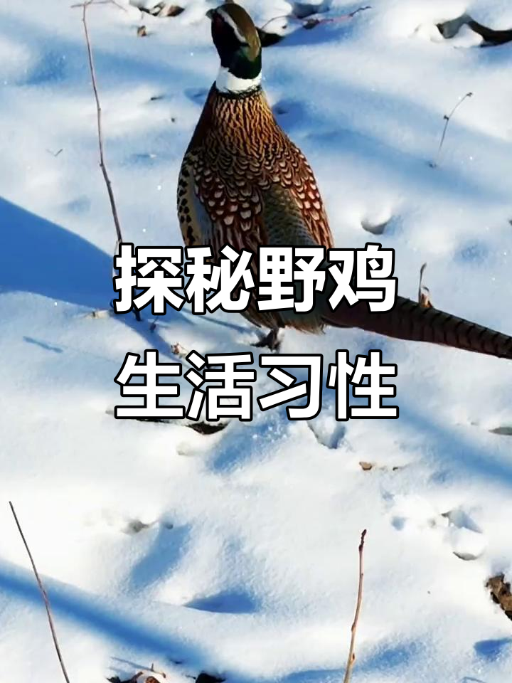 野鸡的生存策略:昼伏夜出,抢地盘、搭窝筑巢全揭秘