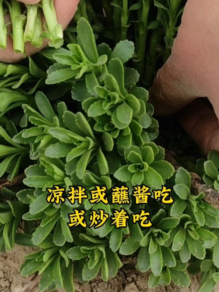 救心菜,养心又补钙,春天吃真鲜嫩