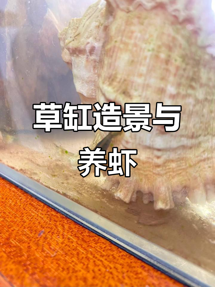 鱼缸里的自然景观,养虾乐趣多