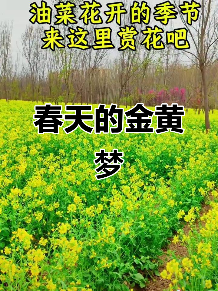 油菜花盛开,春意盎然,每一朵都诉说着温柔的金色梦想