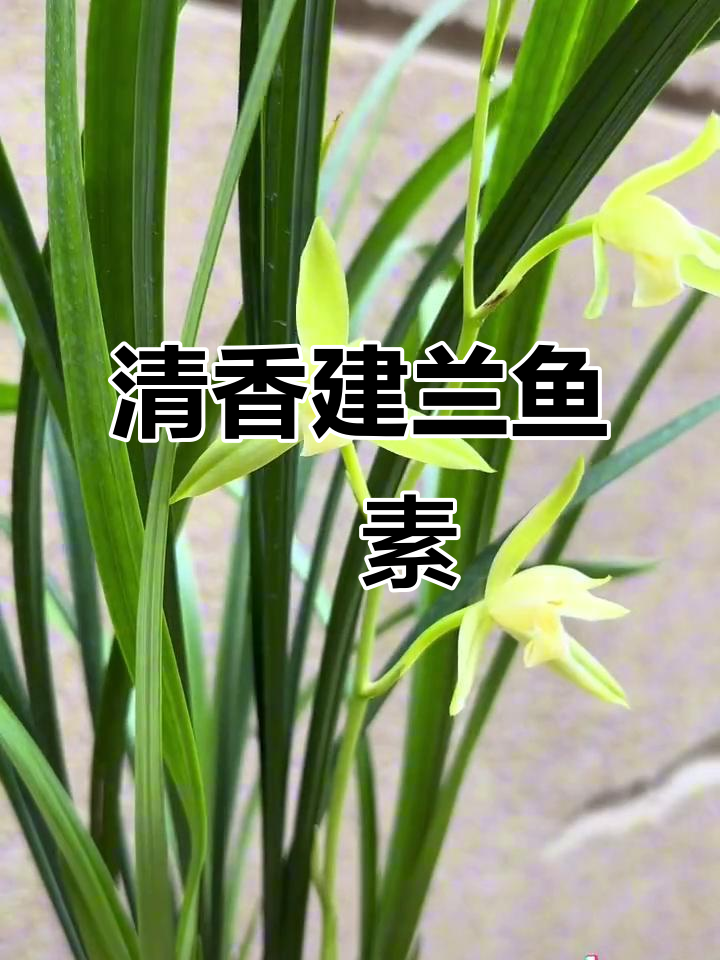 建兰鱼魫素:清新香气扑鼻,国兰中的珍品