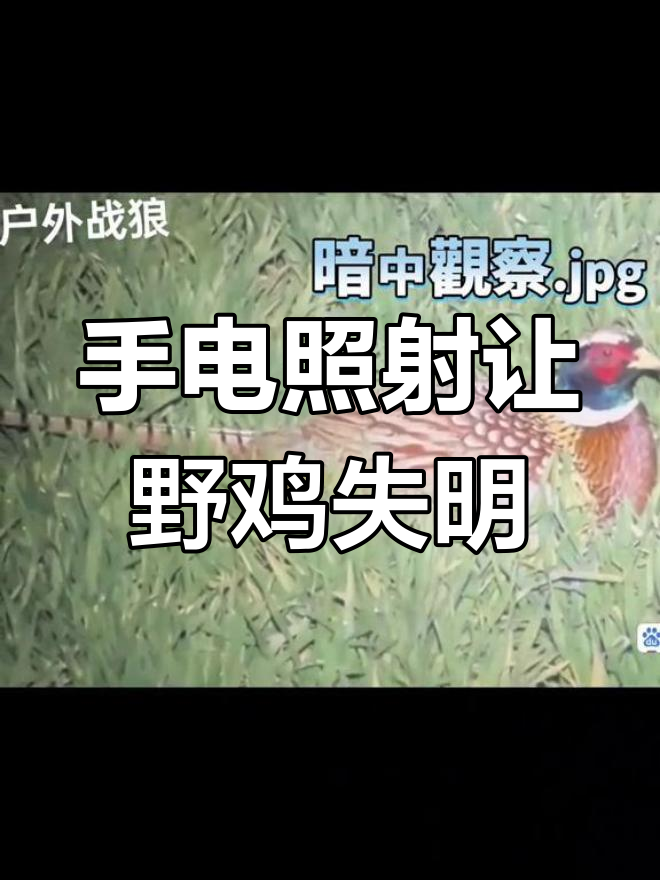 夜晚手电照野鸡,眼睛瞬间致盲无法飞行