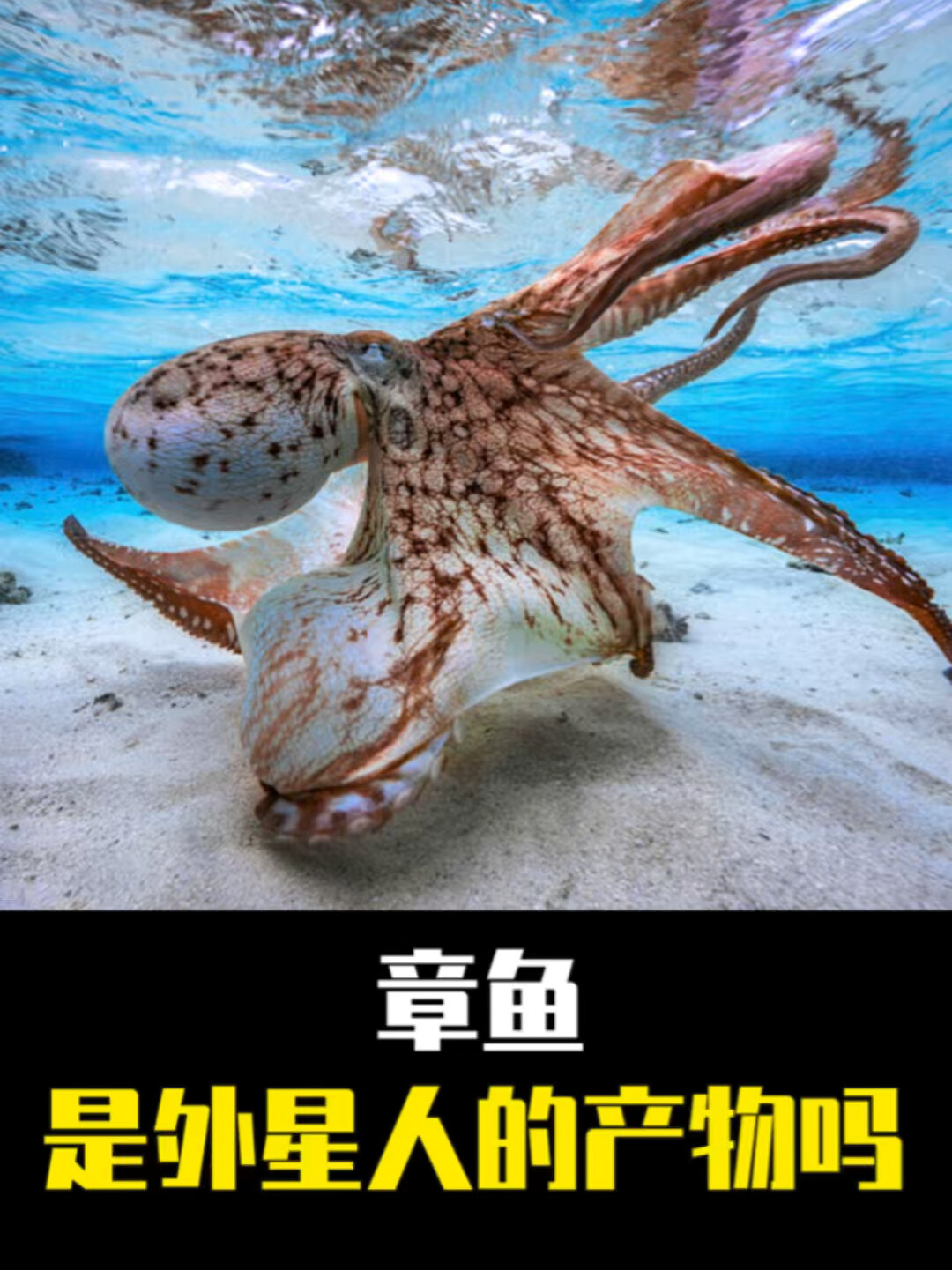 章鱼真的是外星人的产物吗?