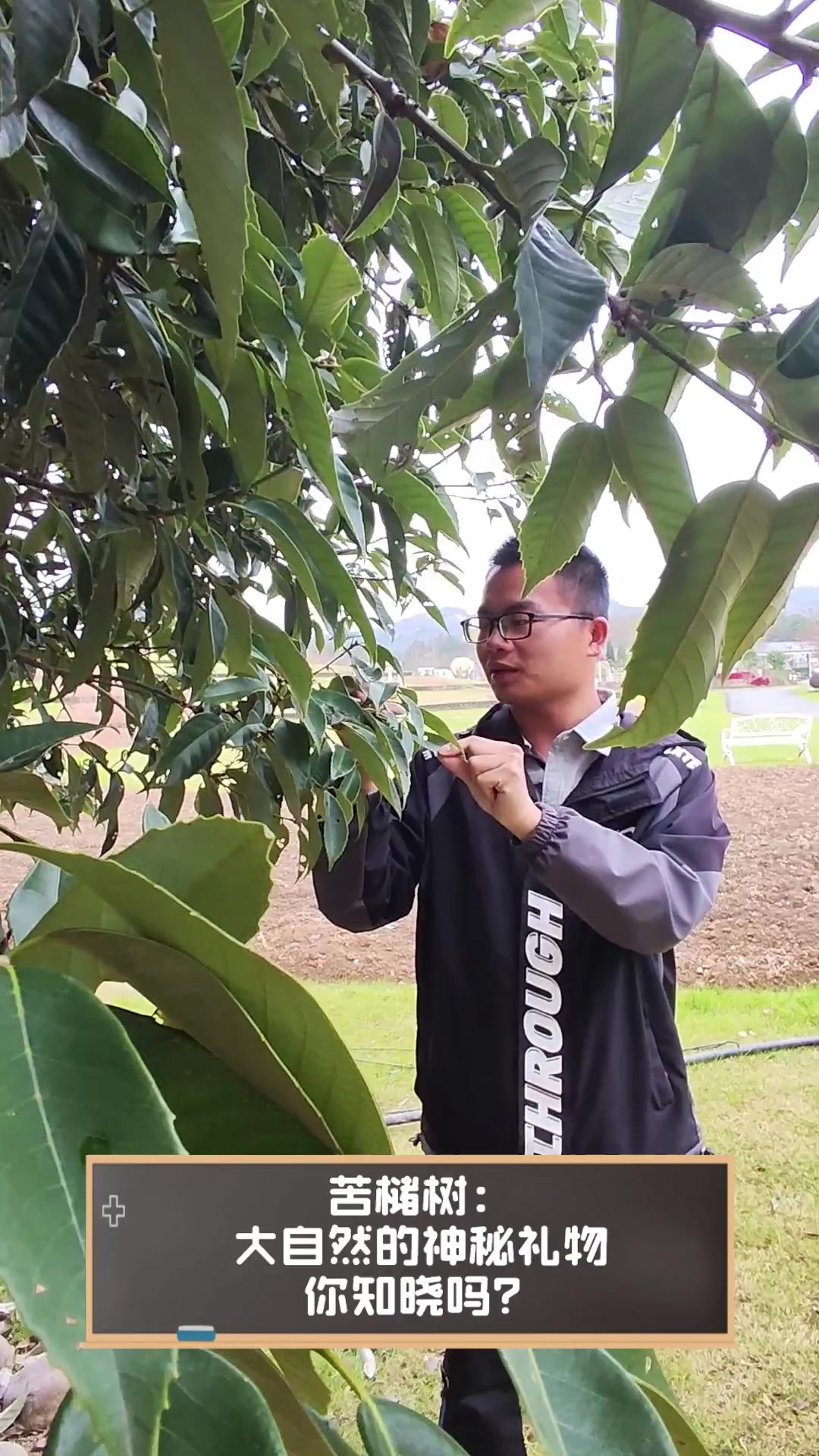 苦槠树:大自然的神秘礼物,你知晓吗?