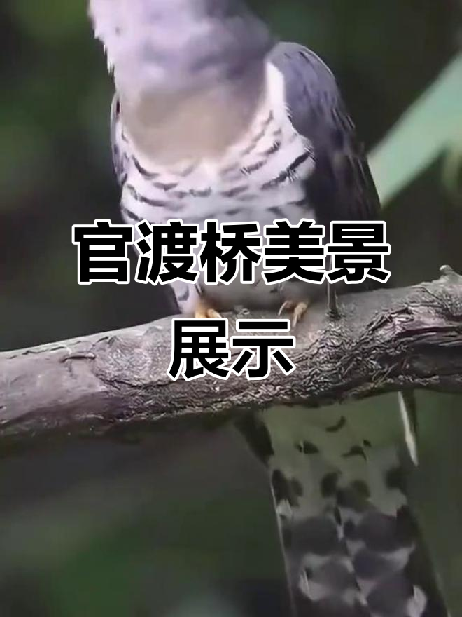 石门官渡桥美景,抖音视频不容错过!