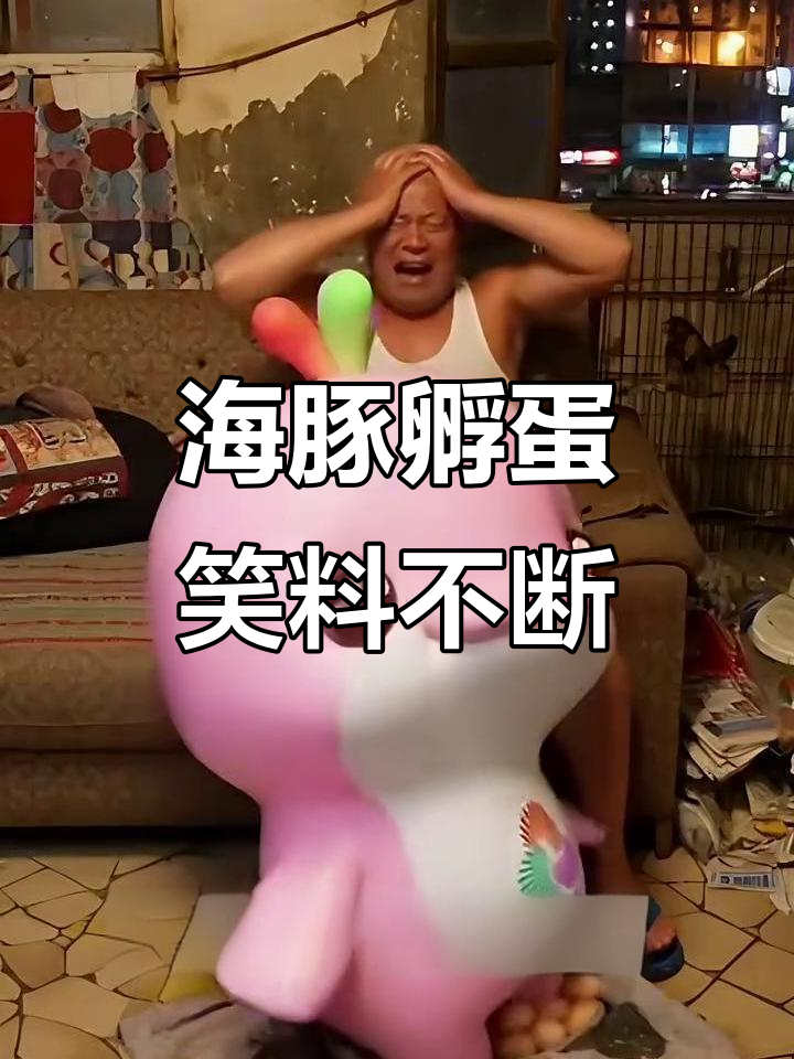海豚点孵蛋,风吹鸡蛋壳!大湾鸡搞笑日常