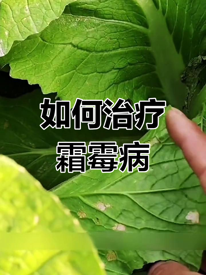 白菜霜霉病防治方法