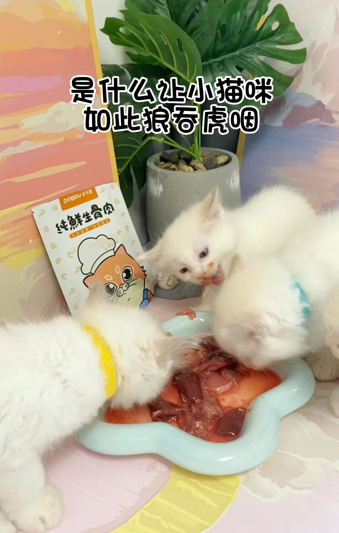 两个月的小猫能吃生骨肉了吗?